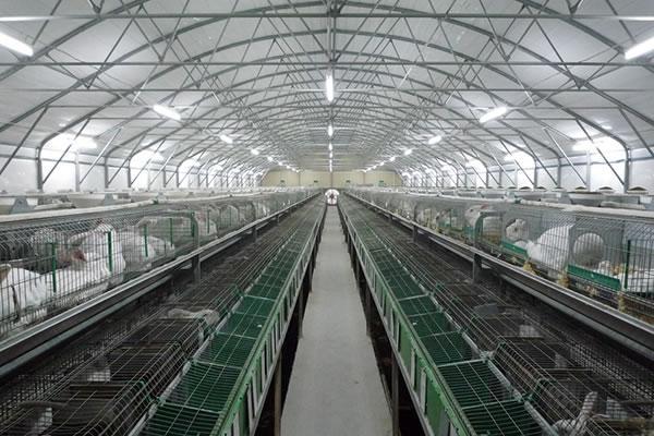 Carpa para liebres de bajo costo